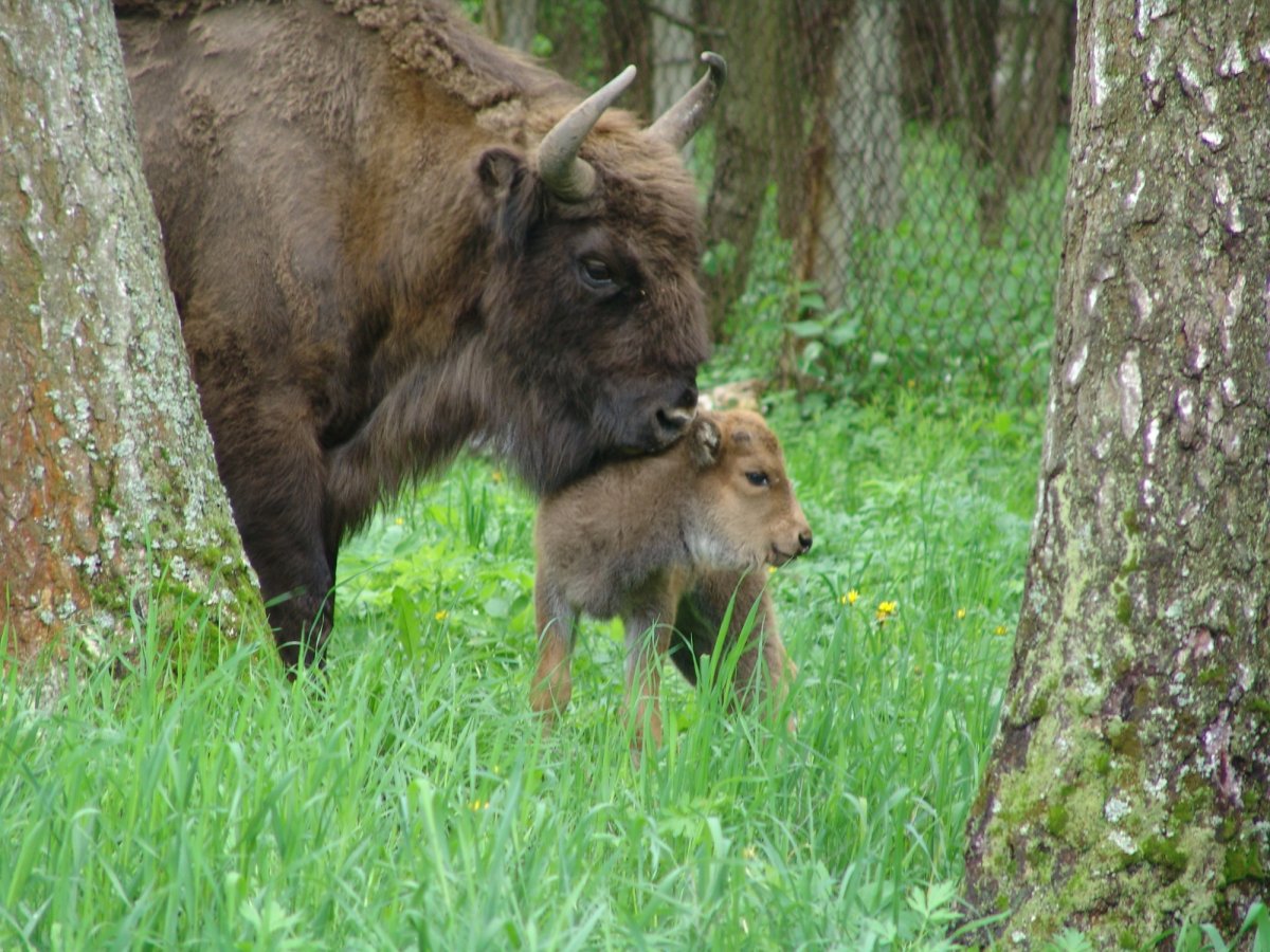 Беловежская пуща зубры заповедник