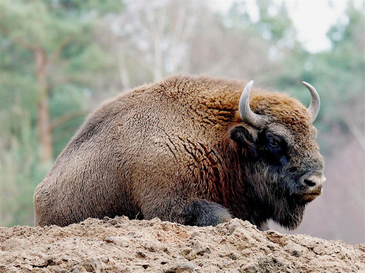 Европейский ЗУБР