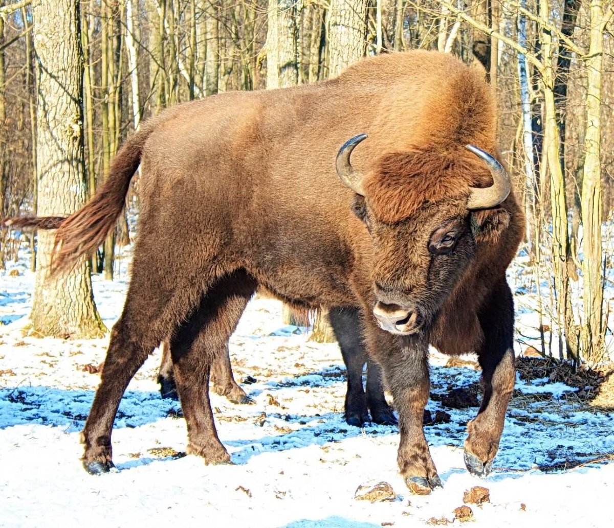Европейский ЗУБР