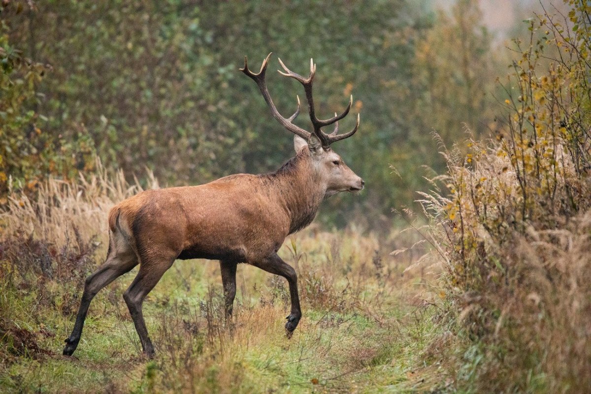 Дикая природа Белоруссии