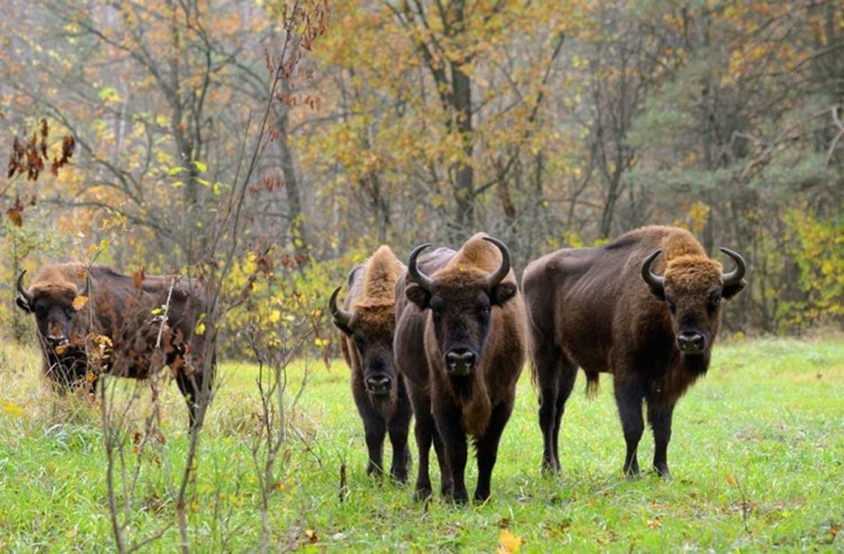 Беловежская пуща зубры