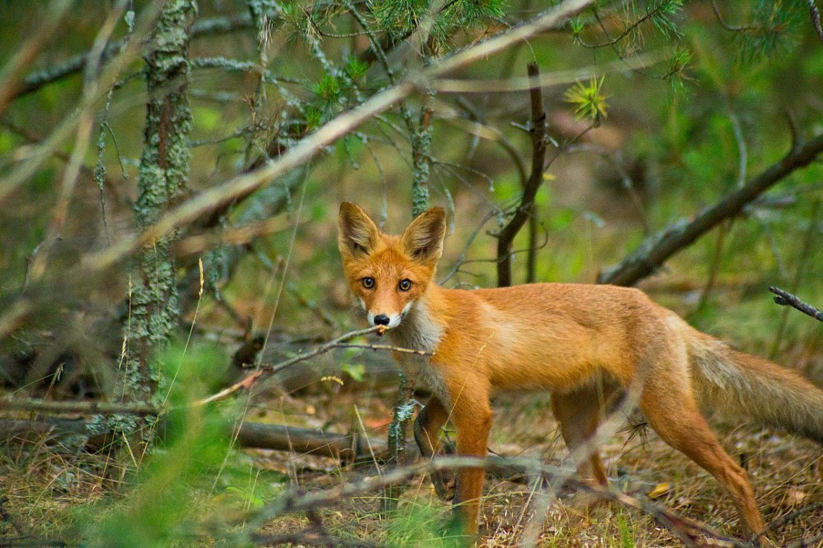 Мохноногий Сыч птенец