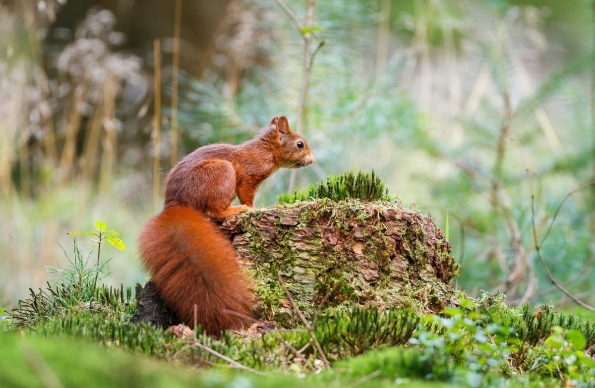 Широколиственные леса животный мир белка