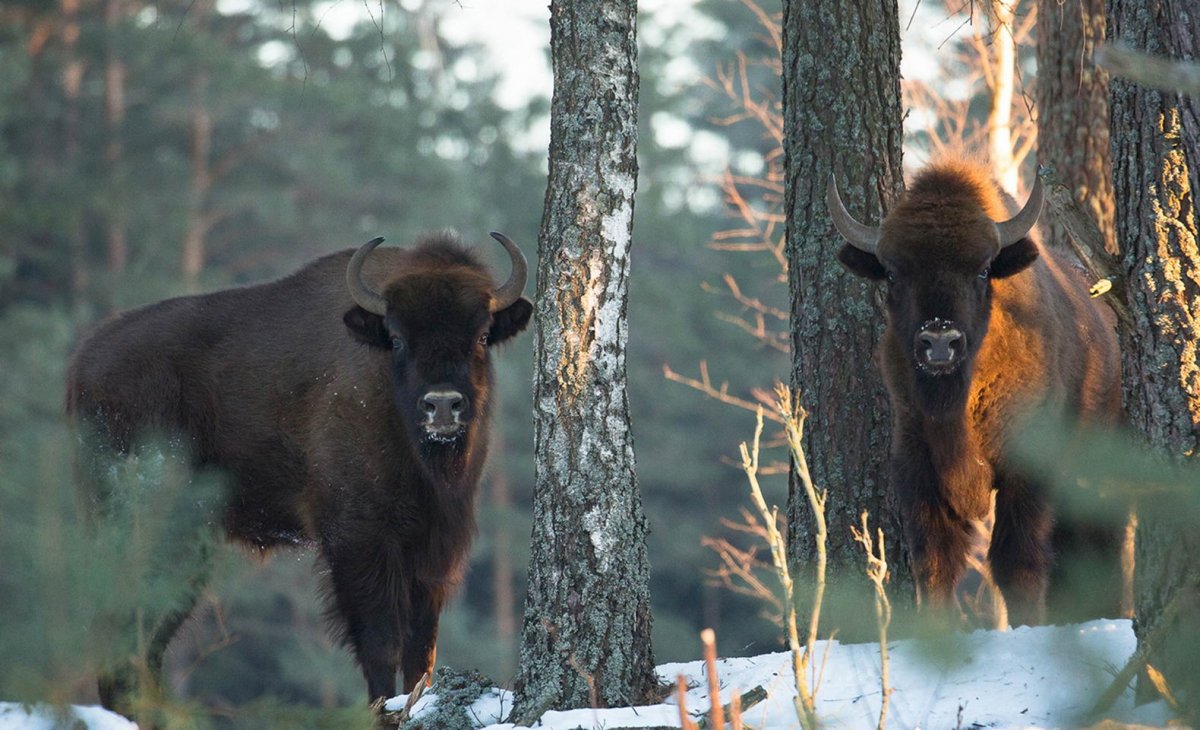 Дикая природа Беларуси
