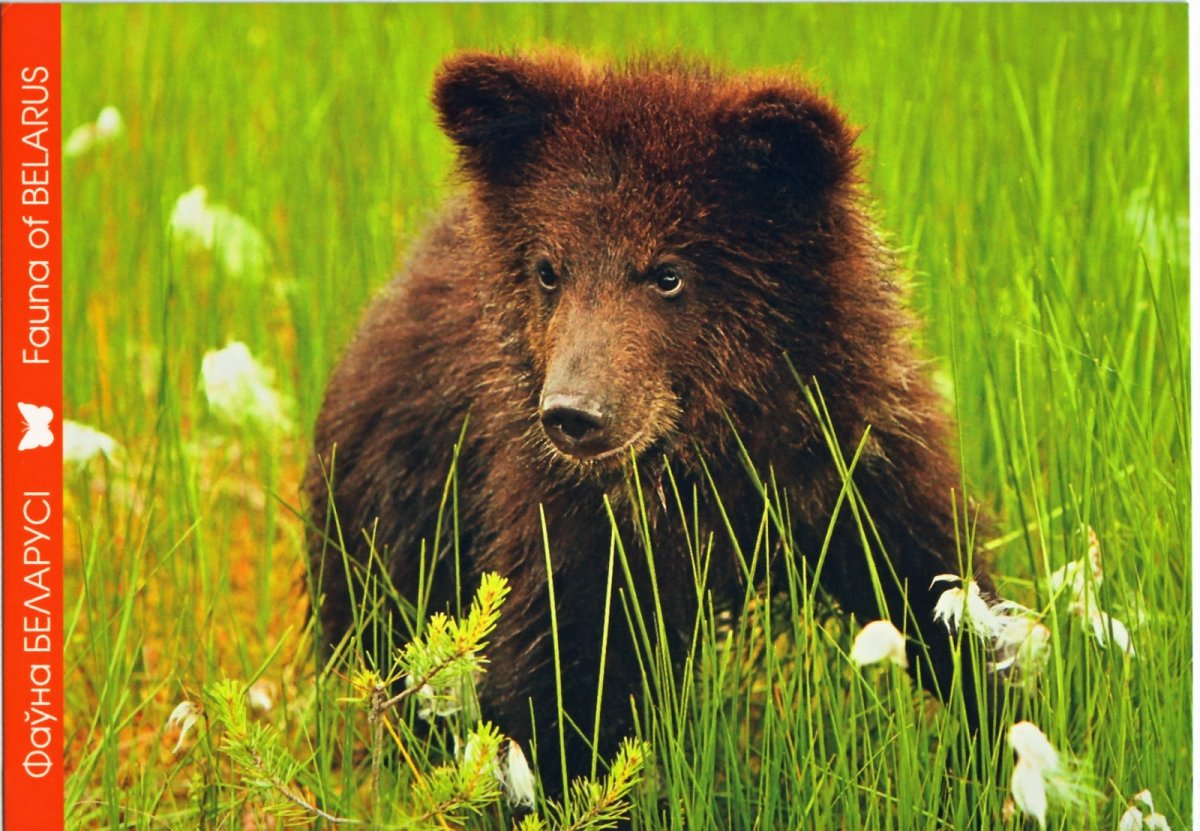 Флора и фауна Беларуси