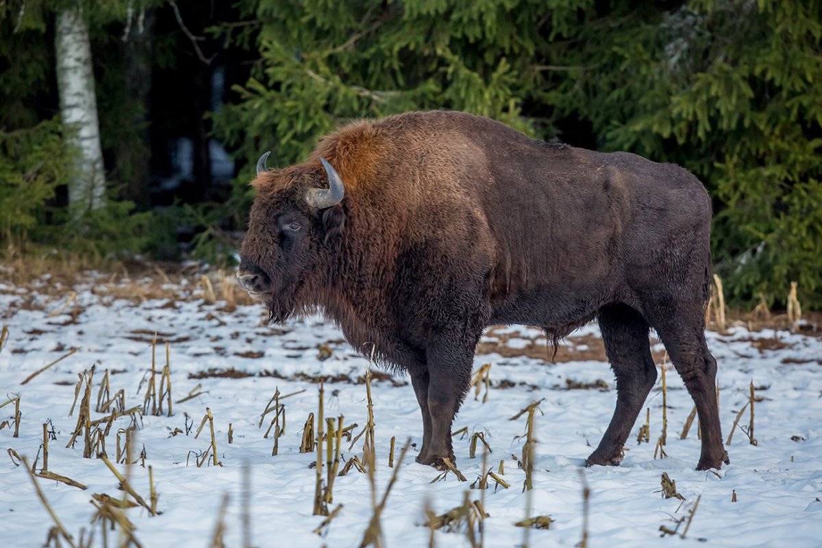 Аляскинский Лось