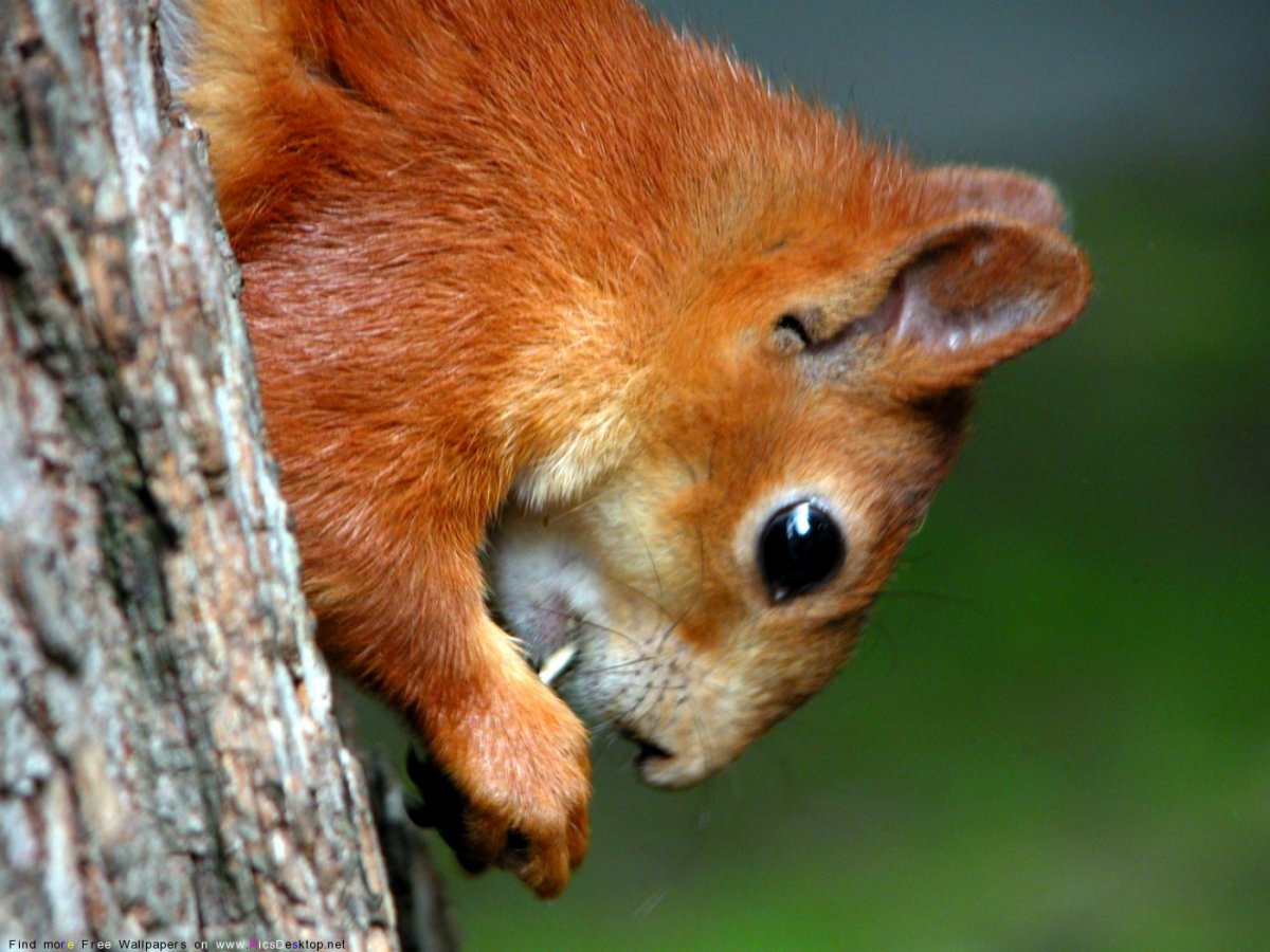 Животные Беларуси