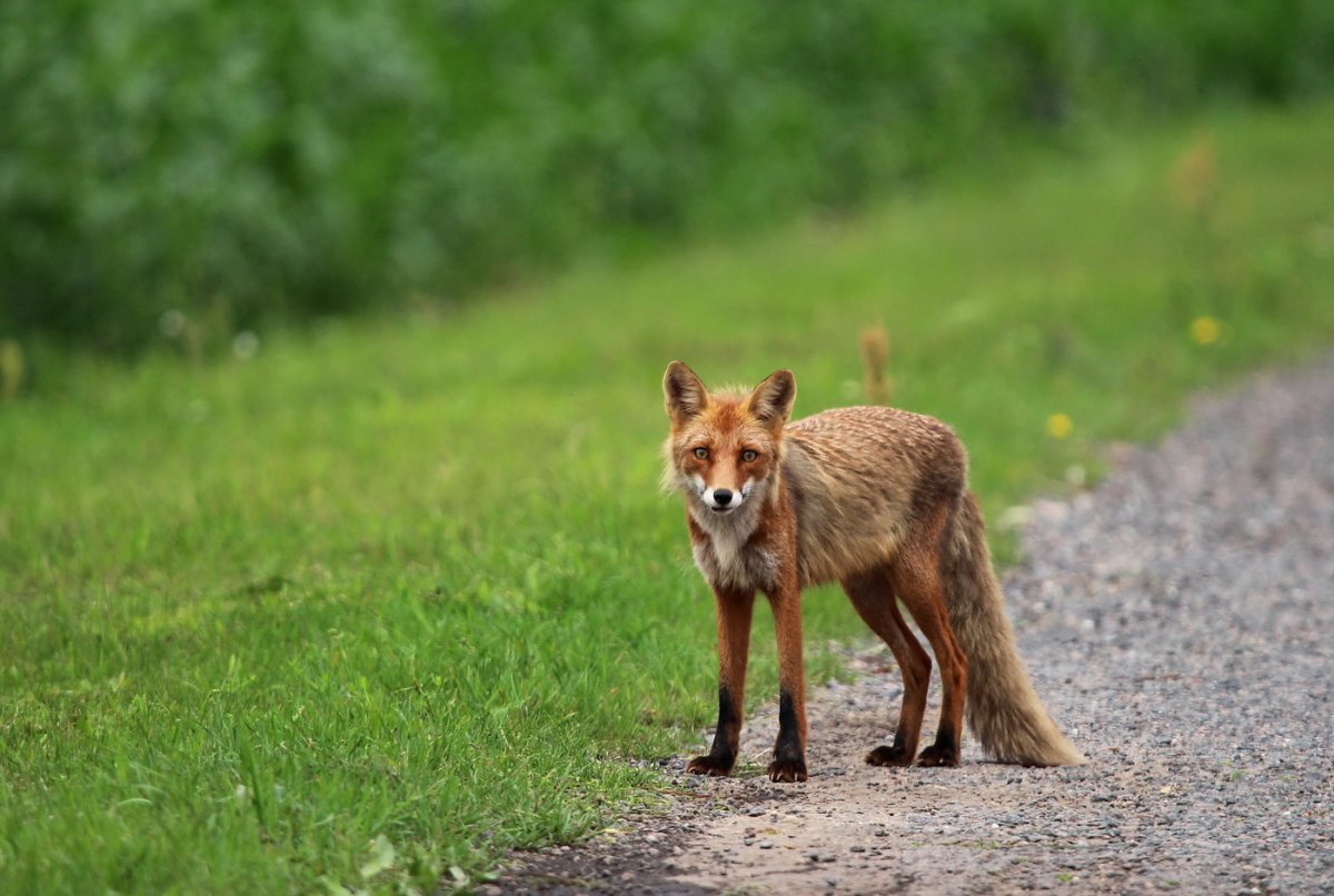 Дикая природа Белоруссии