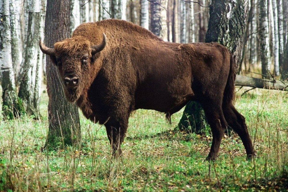 Животные наших лесов