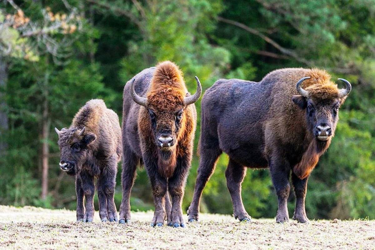 Беловежская пуща зубры