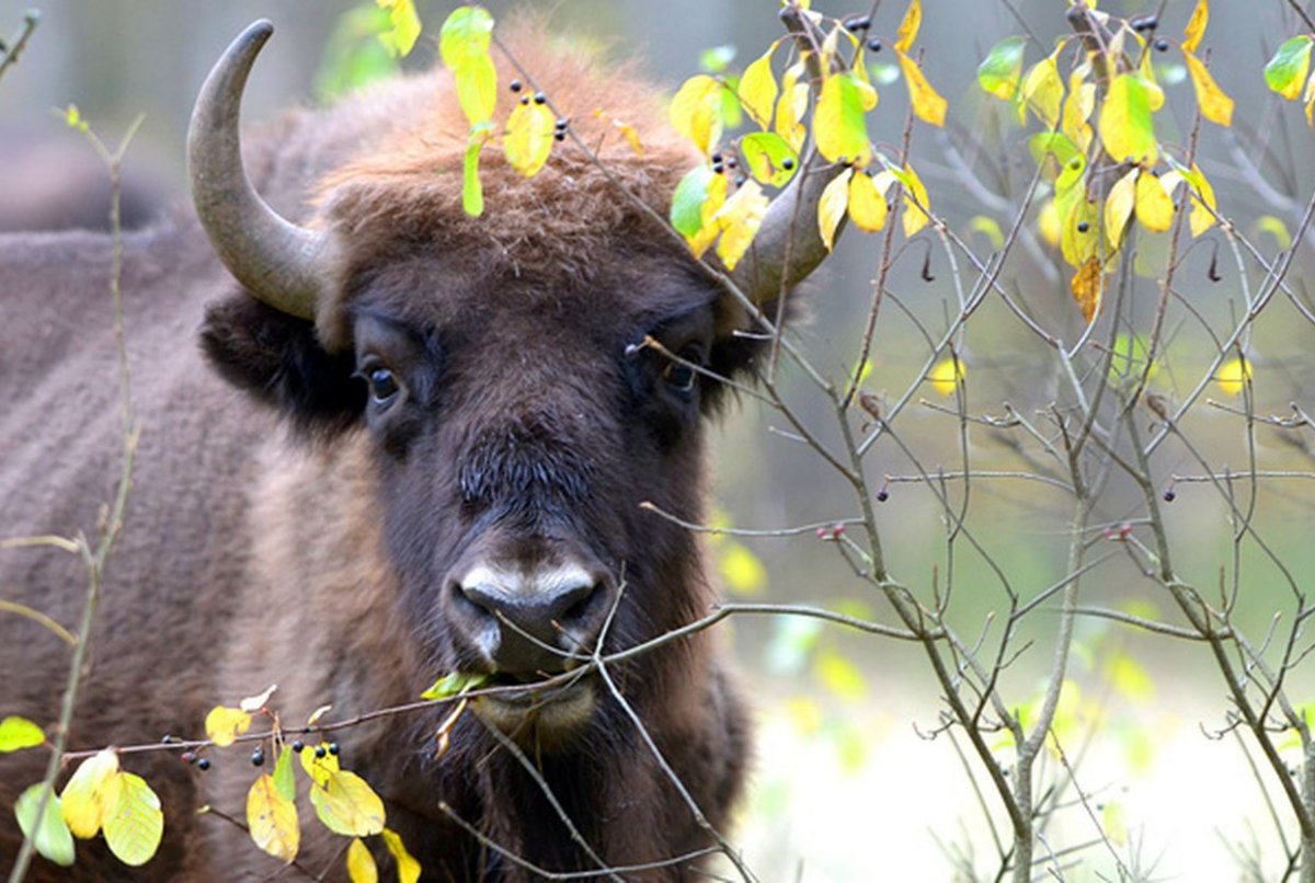 Коломна заповедник зубры