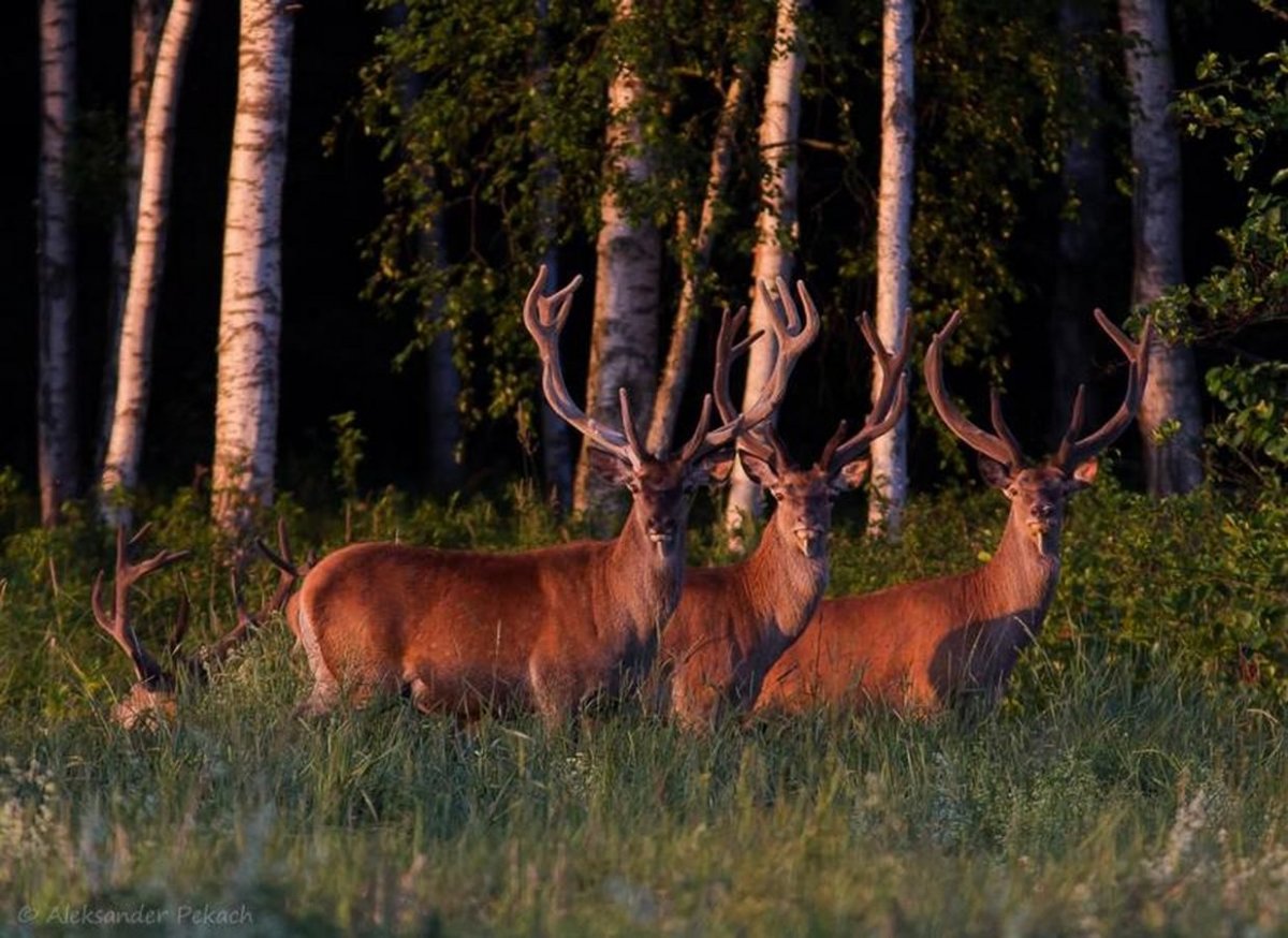 Белоруссия природа Беловежская пуща