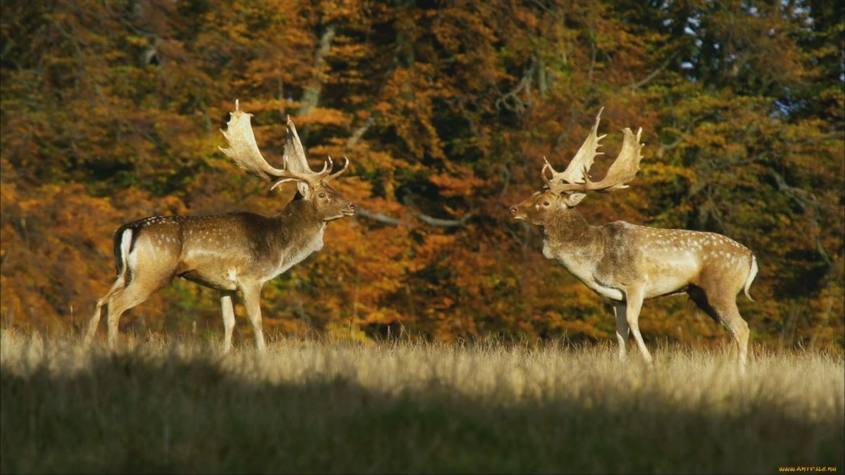 Беловежская пуща бизоны
