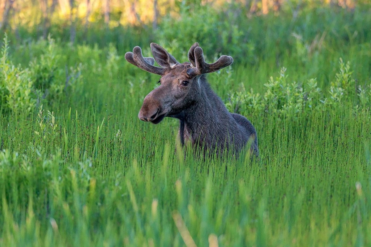 Живая природа Белоруссии