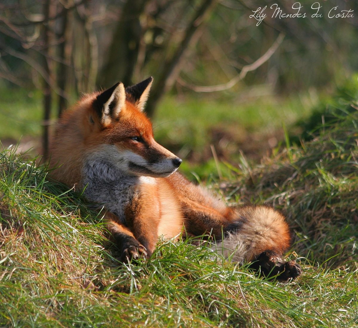 Беловежская пуща бизоны