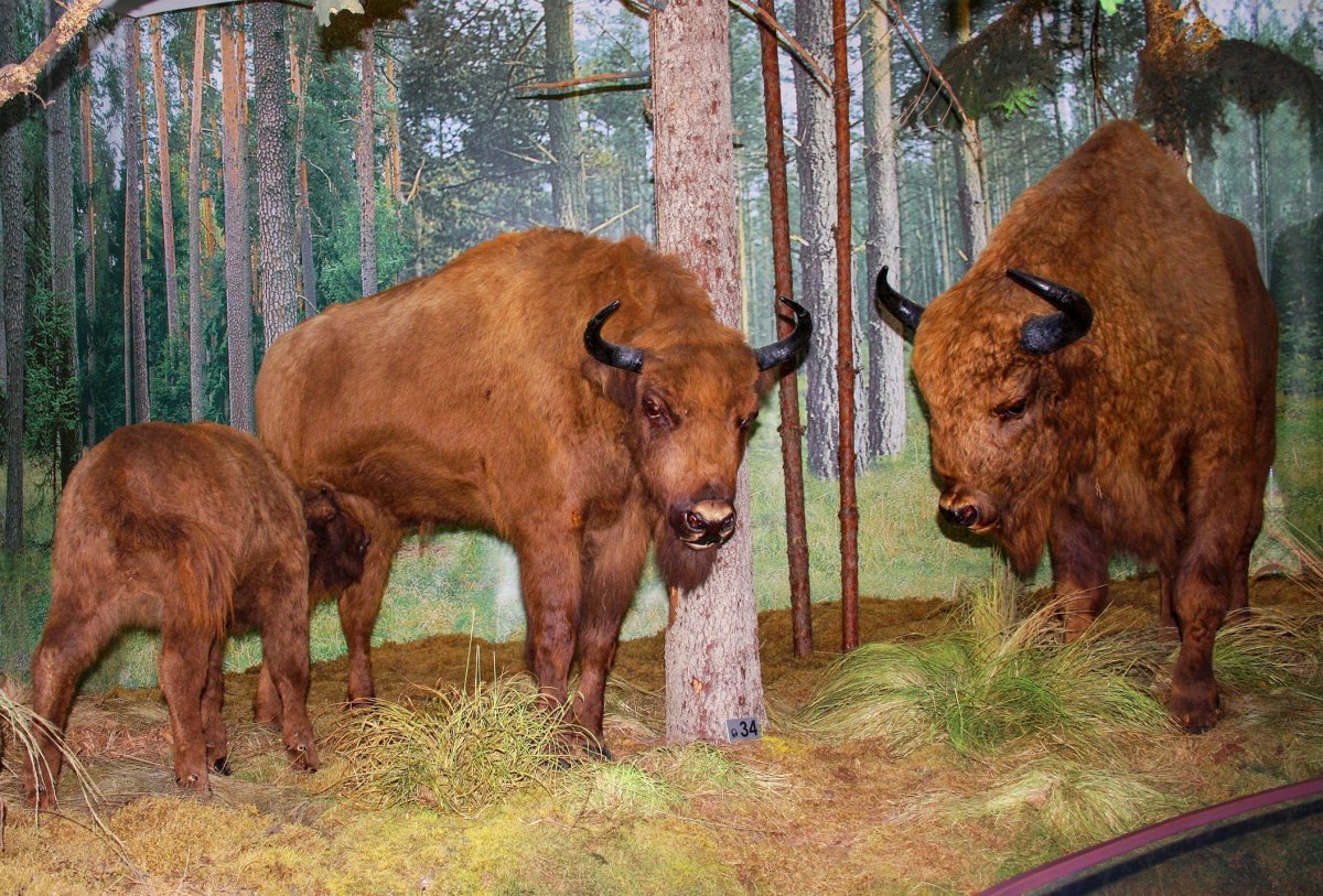 Беловежская пуща бизоны