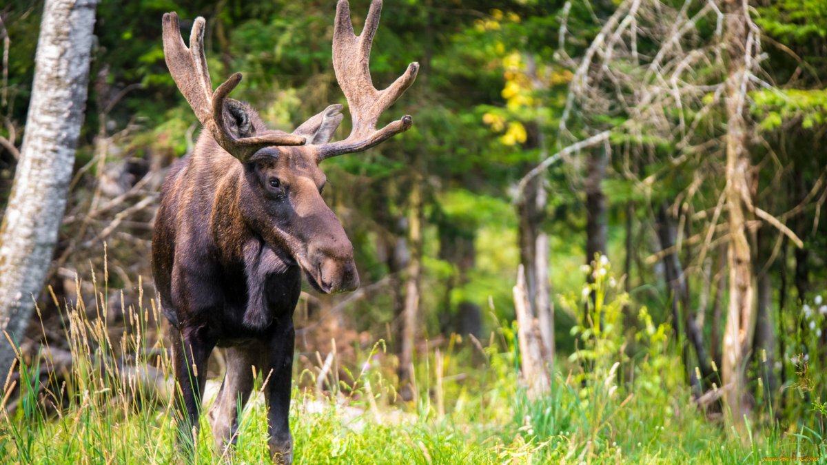 Беловежская пуща зубры заповедник