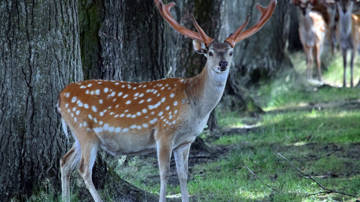 Ильменский заповедник пятнистый олень