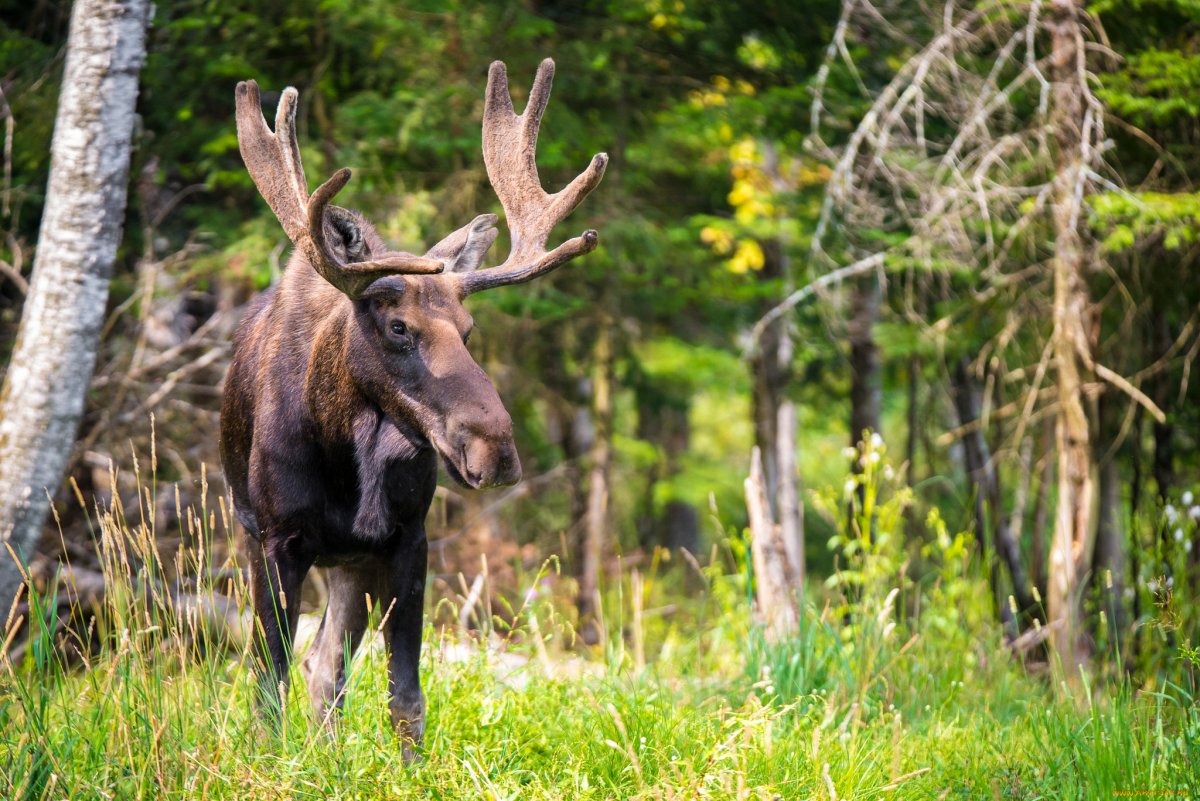 Животные похожие на лису