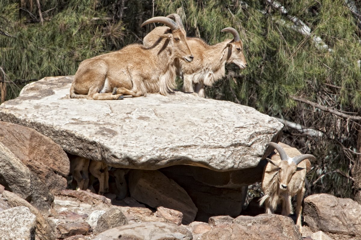 Горный козел тур Кабардино Балкария
