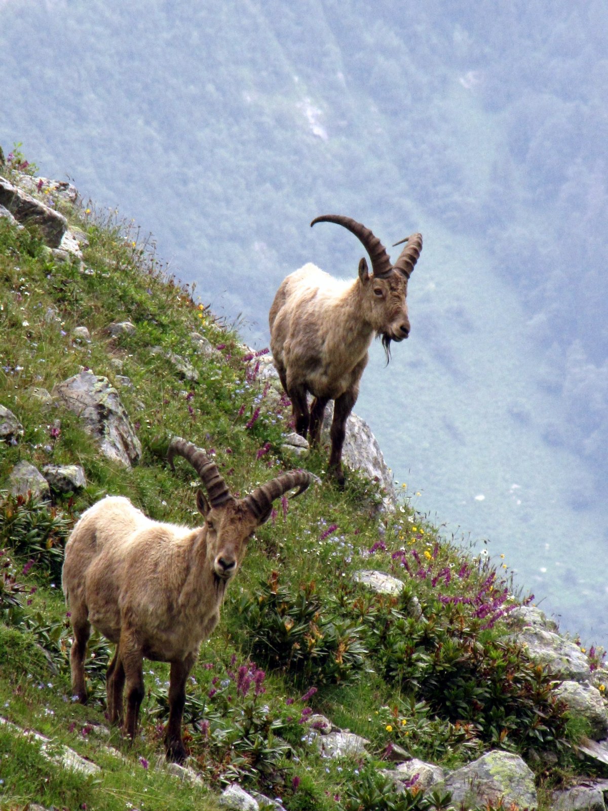 Горный козел Тоскана