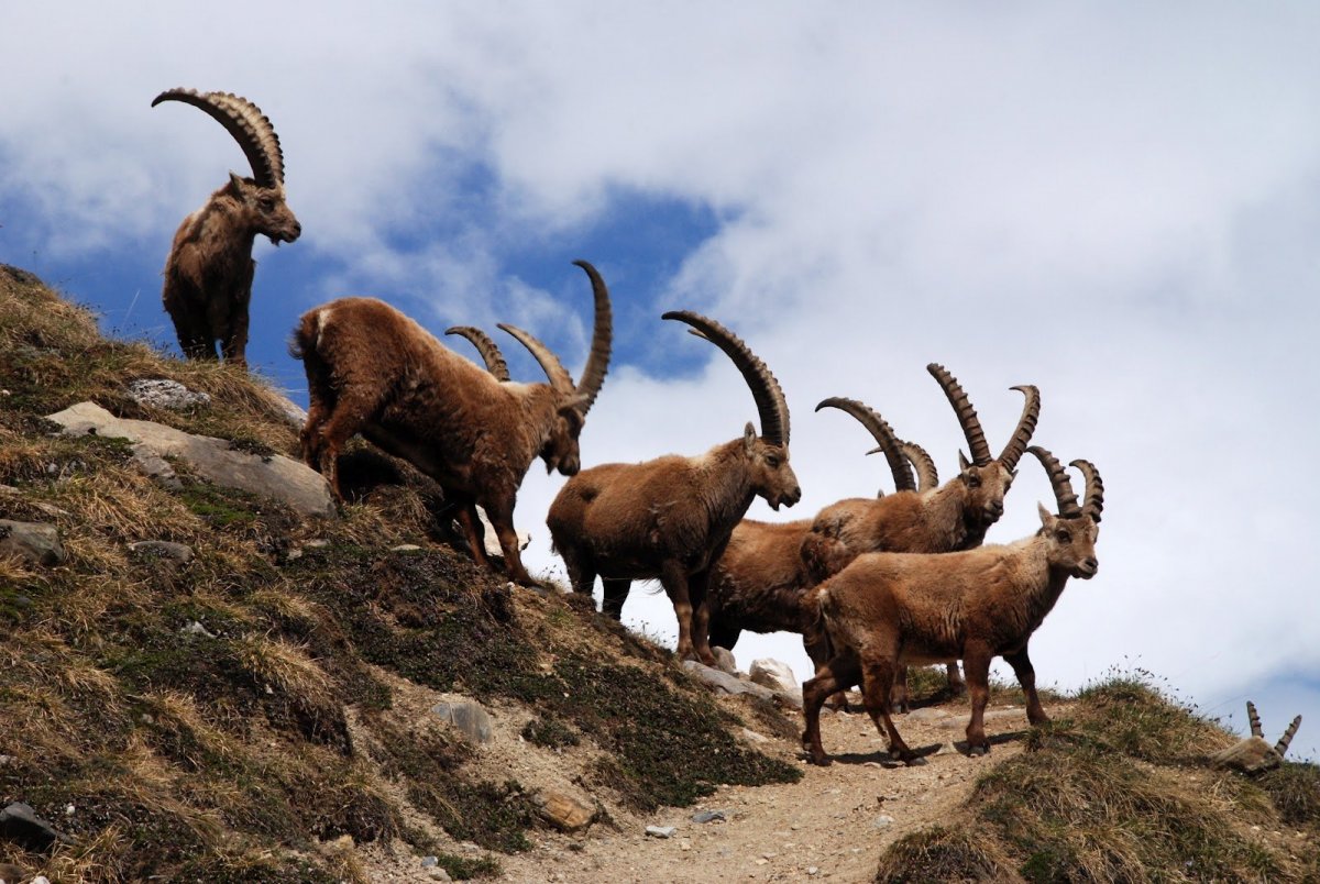 Винторогий баран