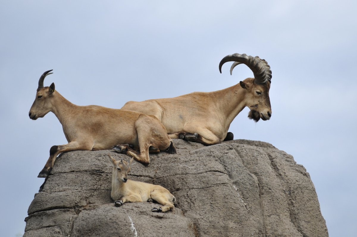 Западнокавказский тур Северцова
