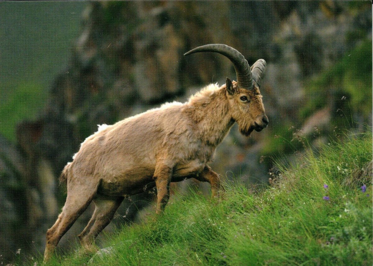 Алтайский заповедник парнокопытные горный баран