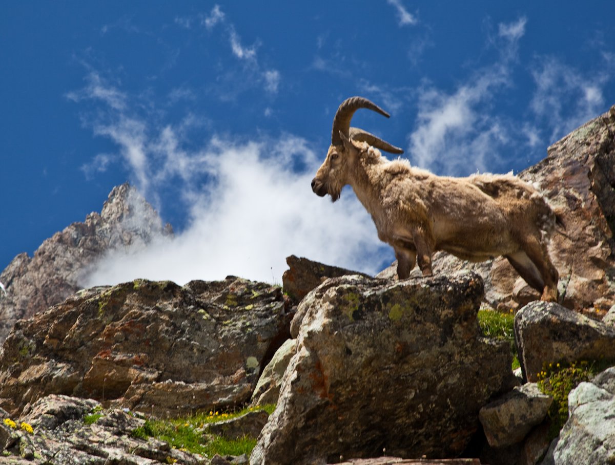 Горные козы Таджикистан