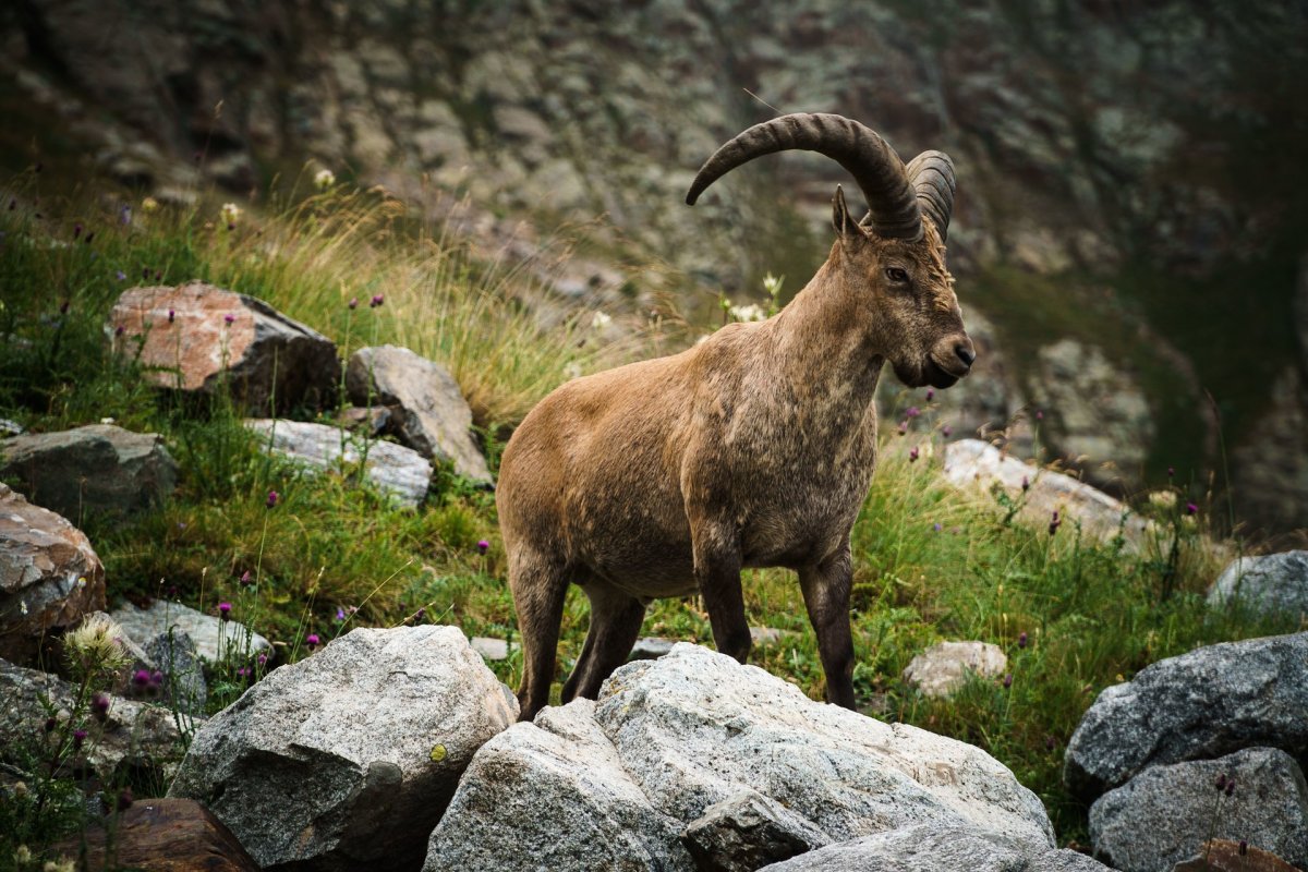 Горная коза Тоскана