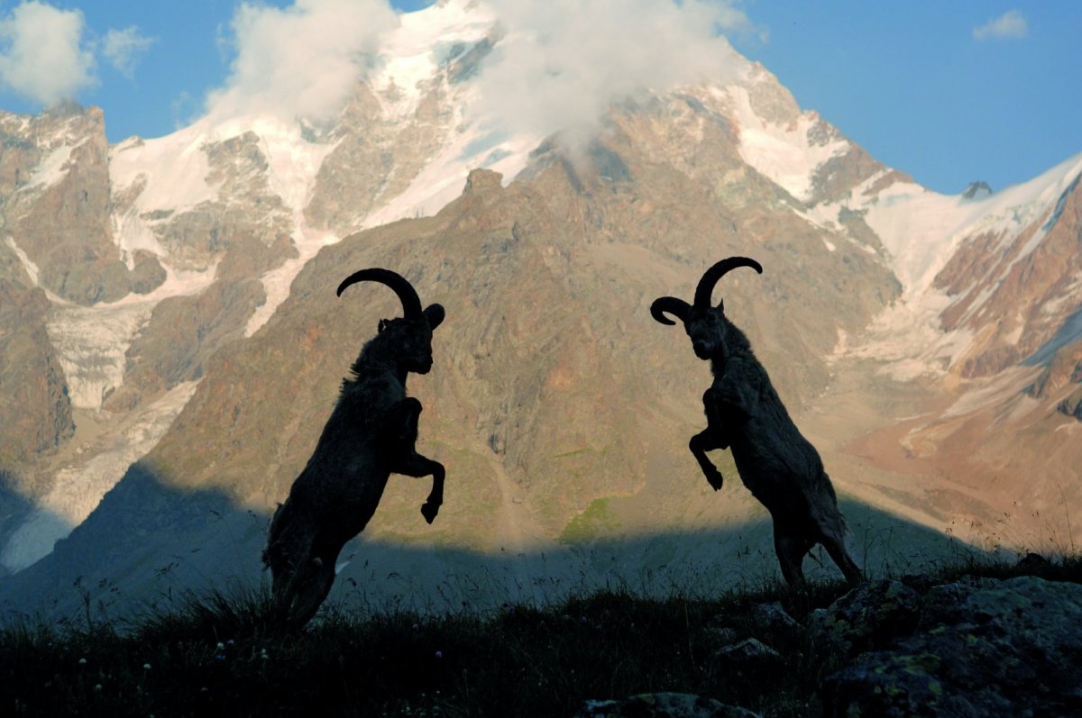 Западнокавказский тур кавказский заповедник