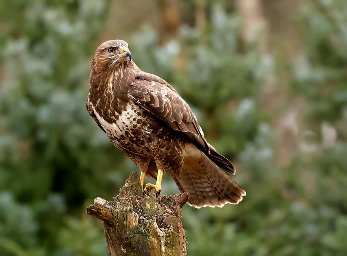 Ястреб канюк