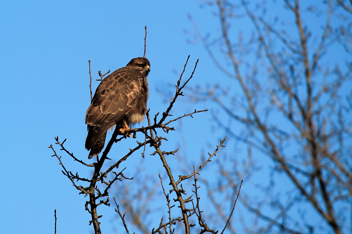 Хищные птицы Подмосковья