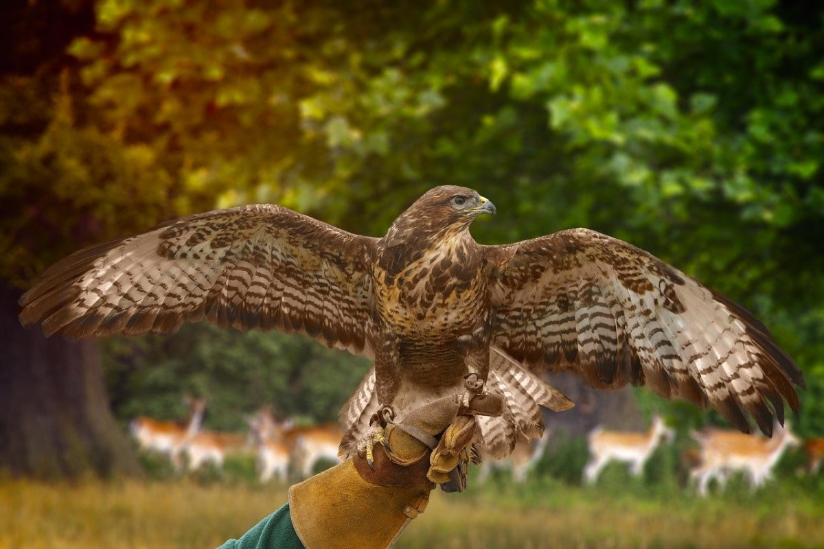Ястреб Раптор