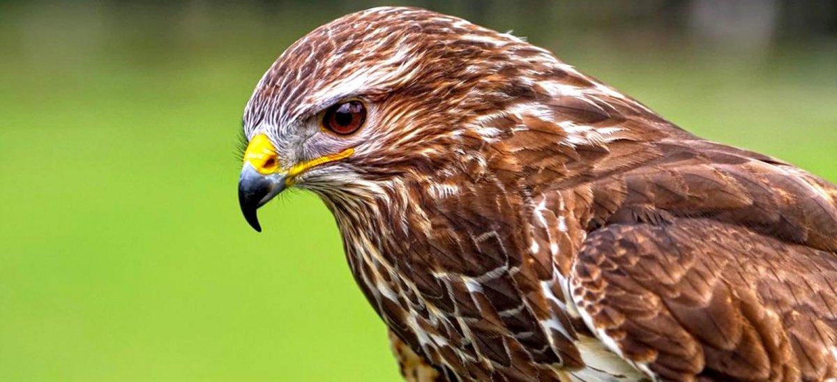 Обыкновенный канюк