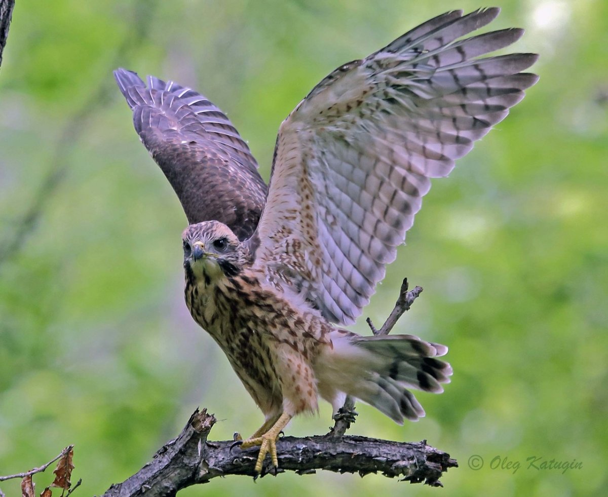 Ястреб канюк