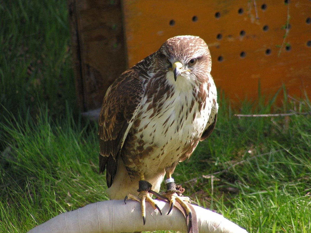 Сокол канюк