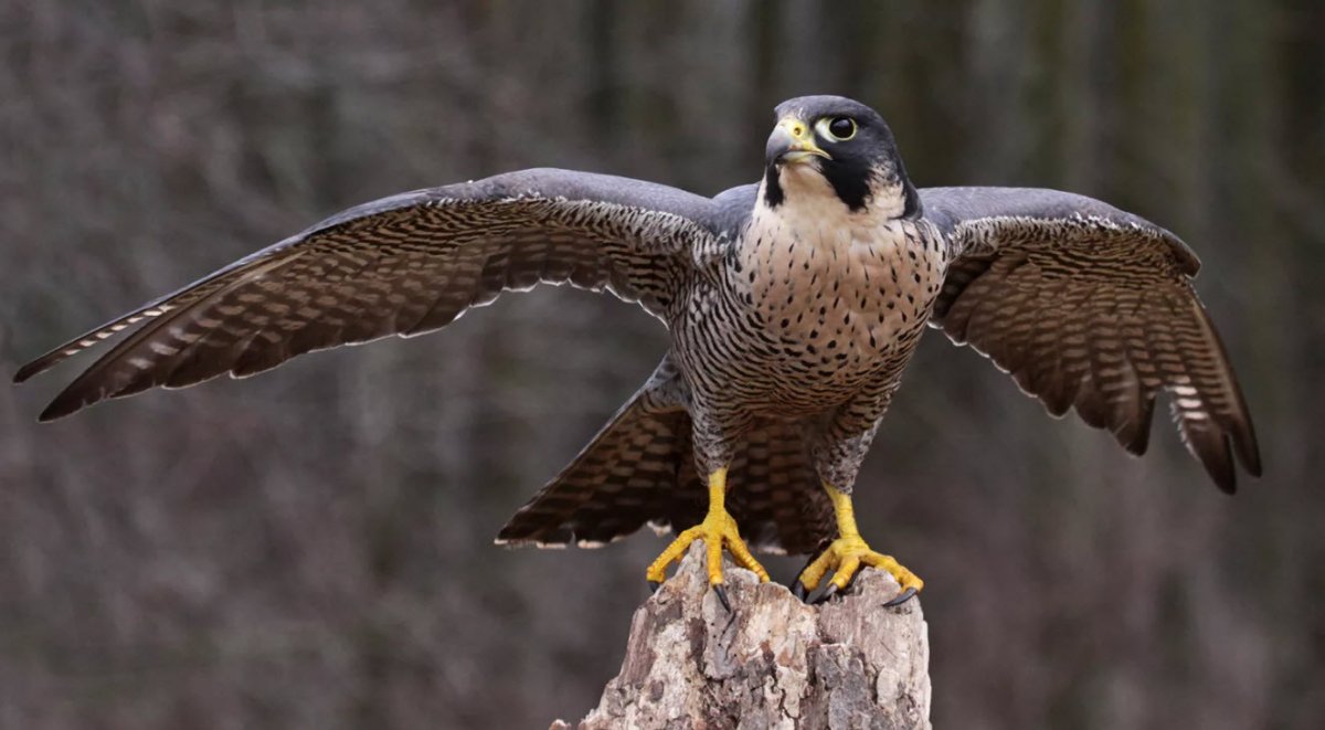 Хищные птицы Сокол Сапсан