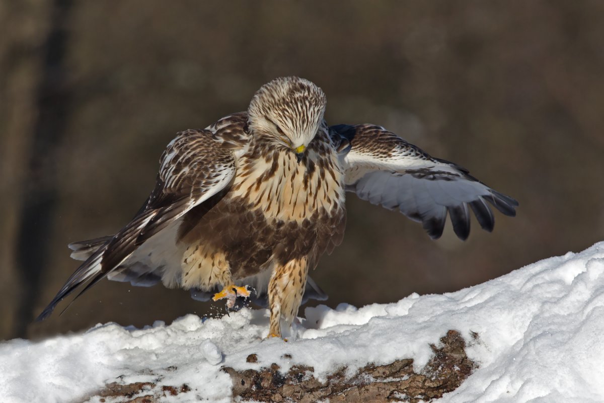 Полярная Сова канюк Зимняк