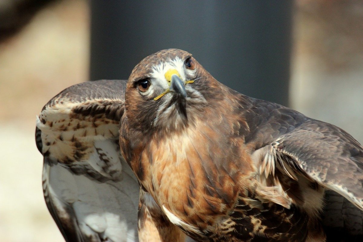 Хищные птицы ястреб