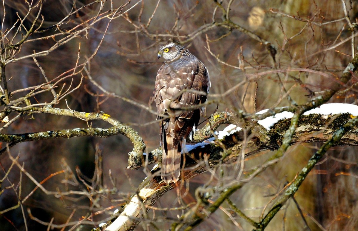 Лесные Хищные птицы Подмосковья