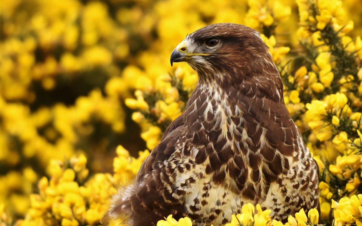 Ястреб канюк