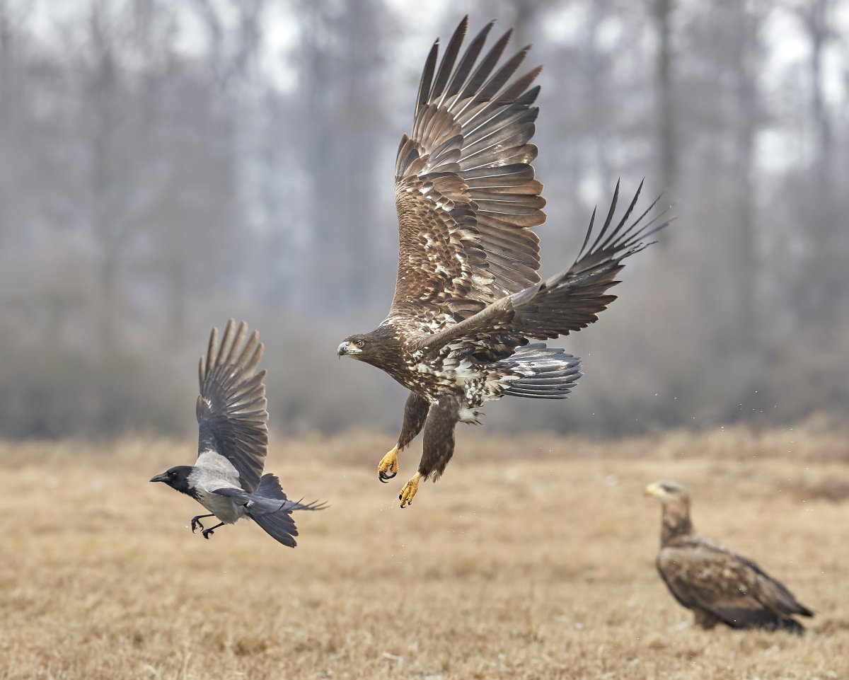 Ястреб Дальневосточный