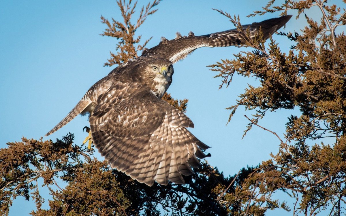 Ястреб на ветке