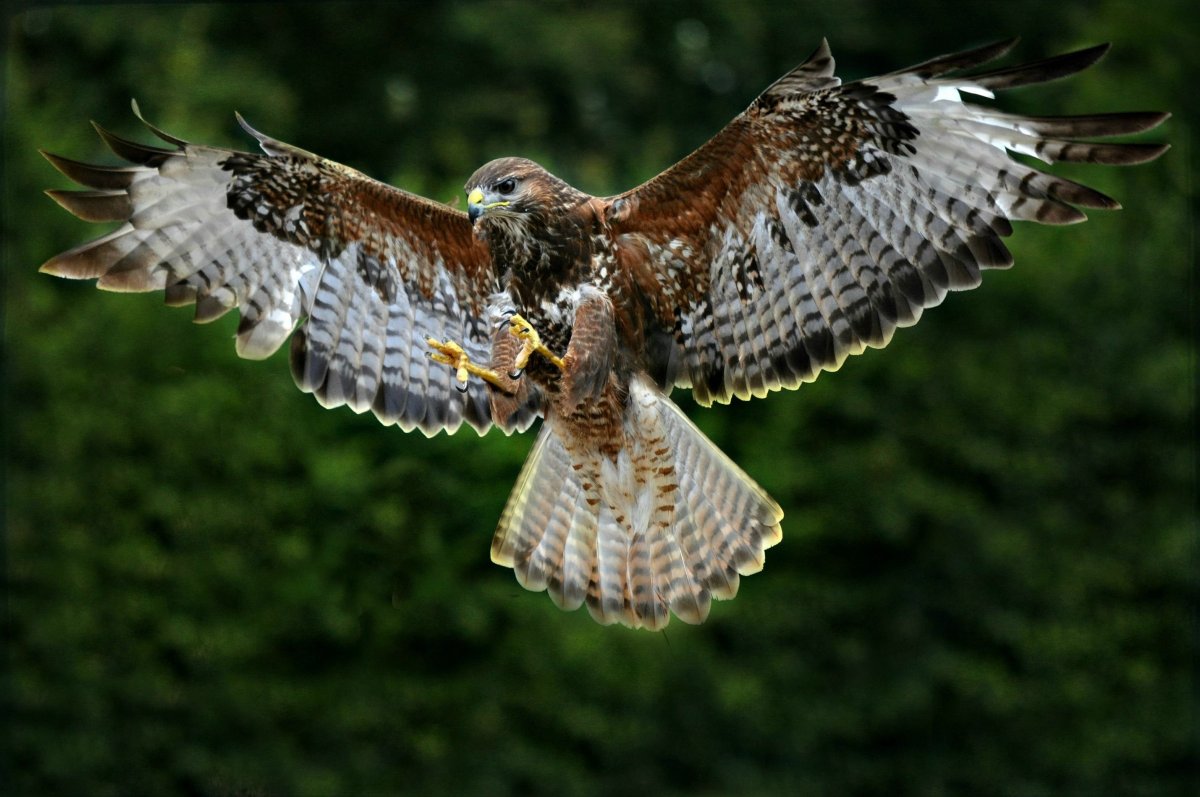 Обыкновенный канюк