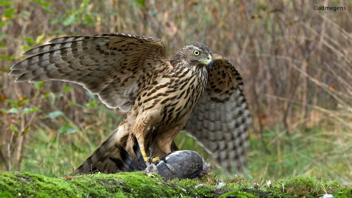 Коршун тетеревятник