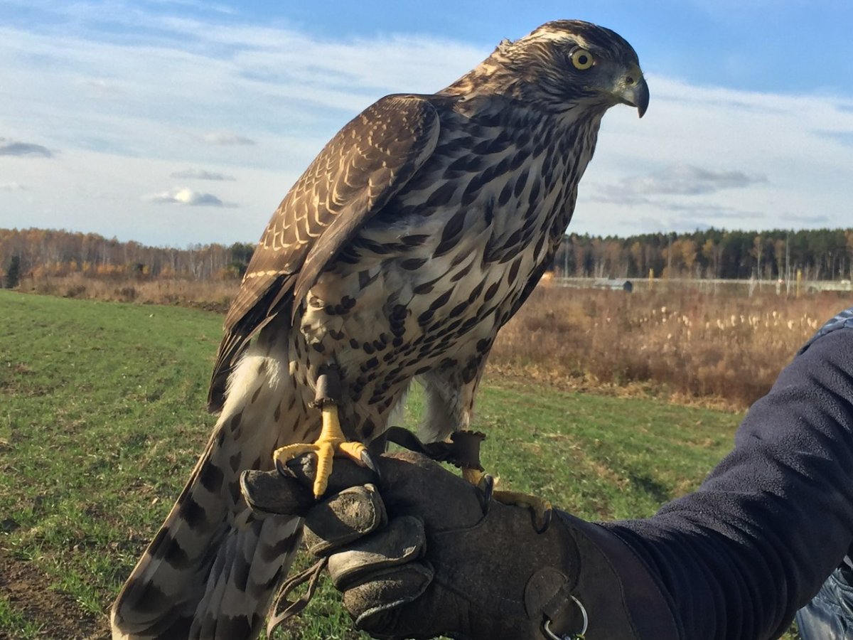Ястреб перепелятник в городе