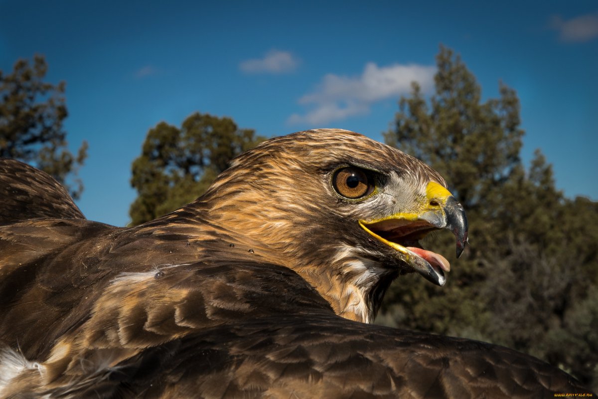 Тетеревятник (Accipiter gentilis)