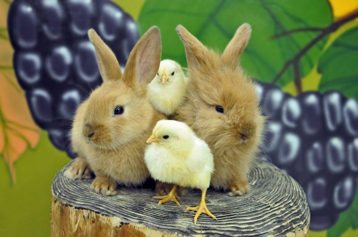 Контактные животные