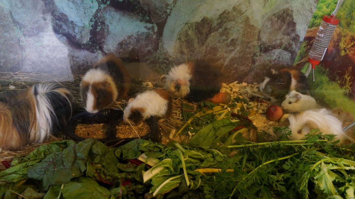 Школьный зооуголок